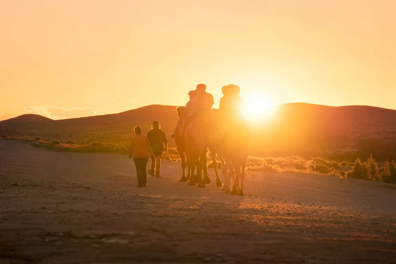 Camel caravan in the desert at sunset