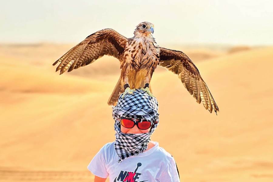 Falcon with spread wings perched on a guest wearing a headscarf in the dunes